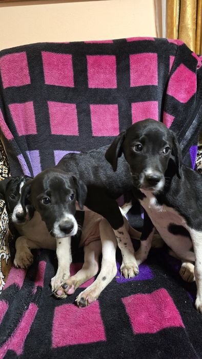 Căței Pointer englez