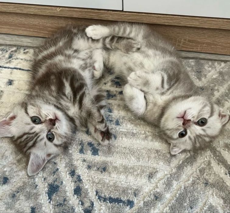 шотландские котята