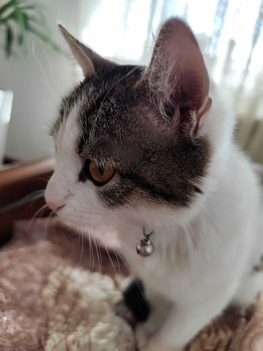 Отдаем кошечку в добрые руки