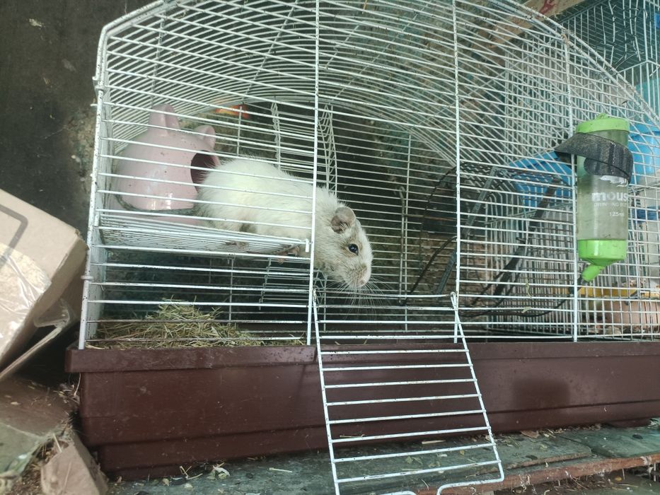 Клетка для грызунов без грызунов