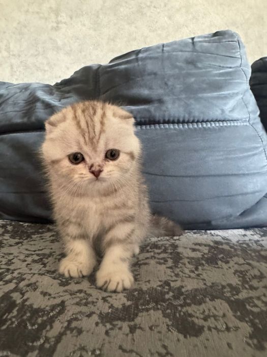 Мальчик вислоухий