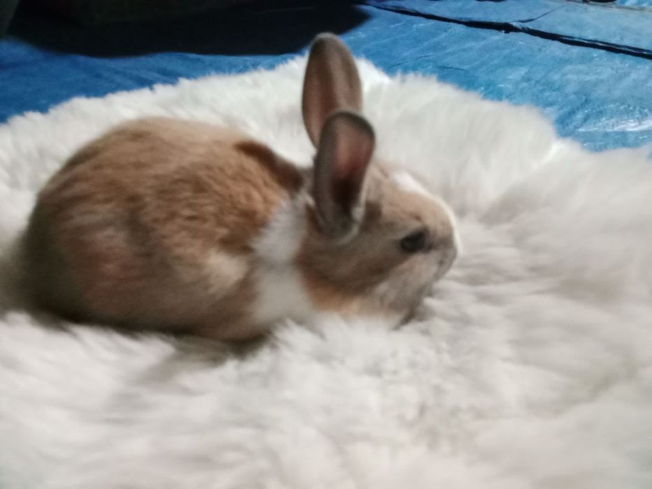 Кролики,2 месяца