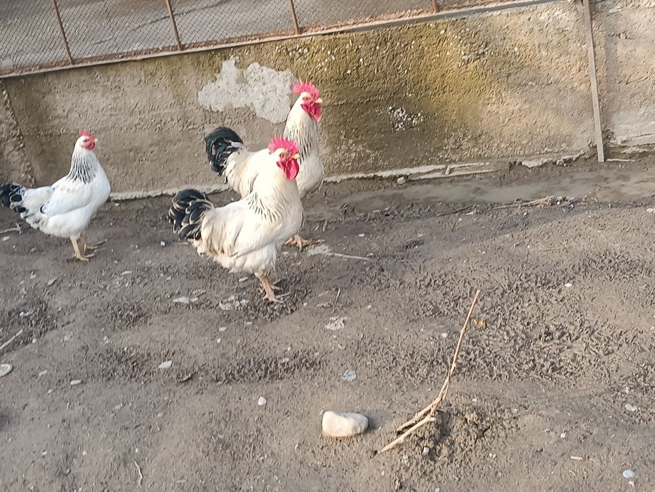 Адлер кораздар сатылады