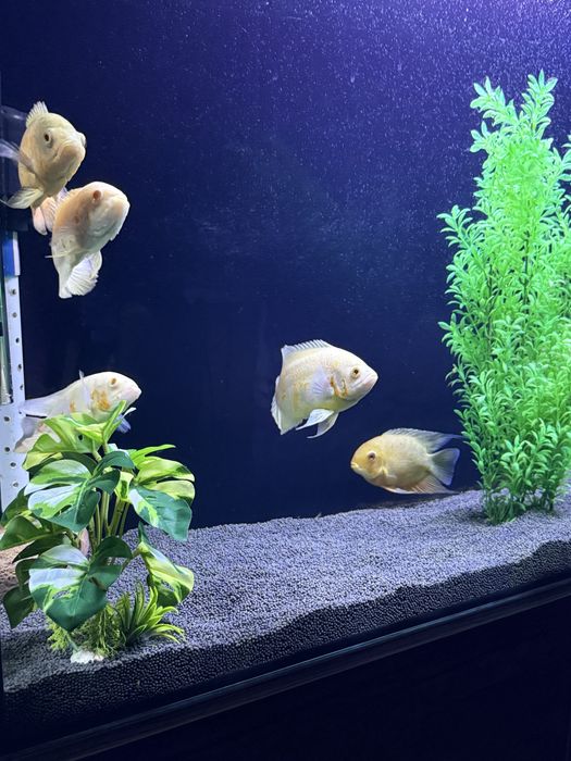 Aquarium / Аквариум / Akvarium