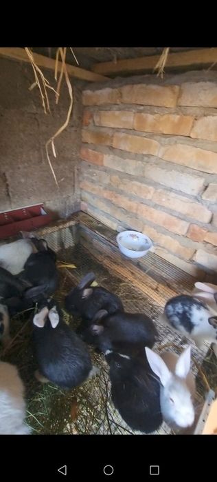 Quyonlar sotiladi narxi kelishiladi