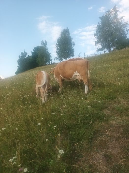 Vând vacă cu vițel de trei luni