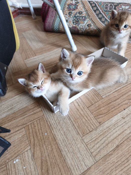 Продаются котята породы британская короткошерстная (золотая шиншилла)