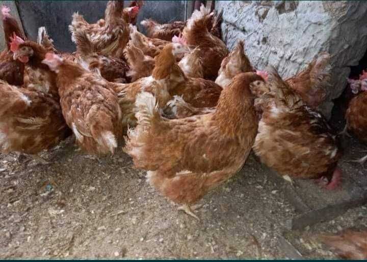 Vand pui alb de carne și pui rasă mixtă