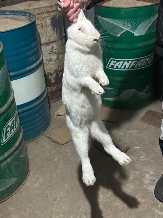 Кролик Срочно ???Продается