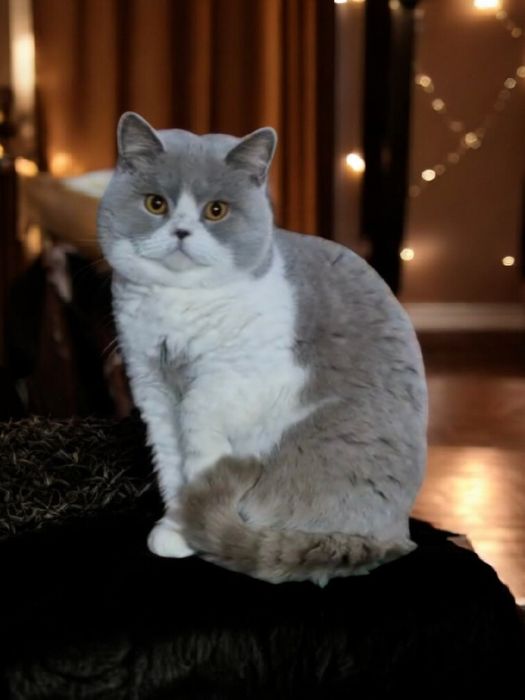 Pisică British Shorthair