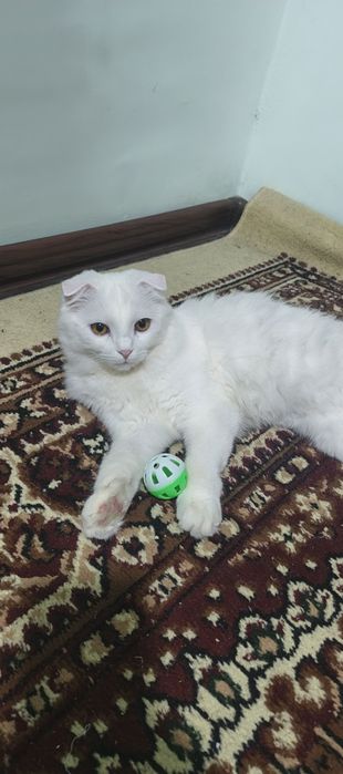 Urgʻochi Mushuk sotiladi