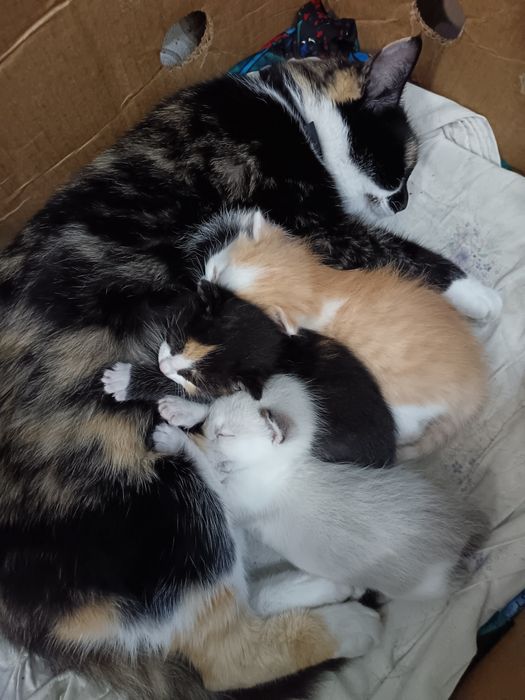 Продам котят. Продам