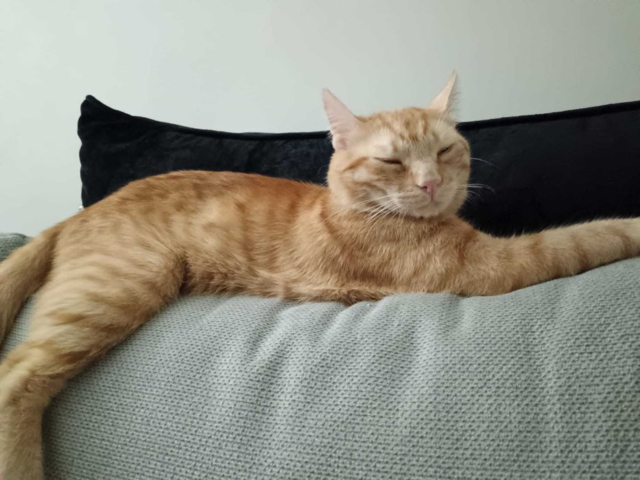 Adoptie motan roscat, 1 an si 5 luni, castrat si perfect sanatos