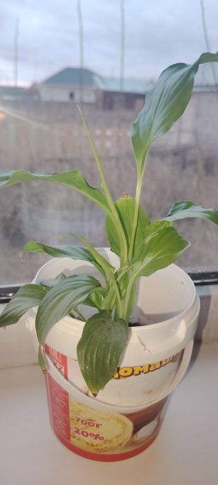 Үй гүлдері сатылады