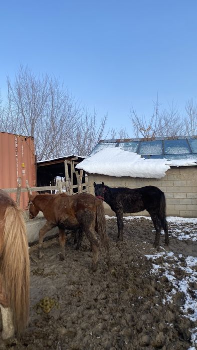 Жабағы,тай,лошадь