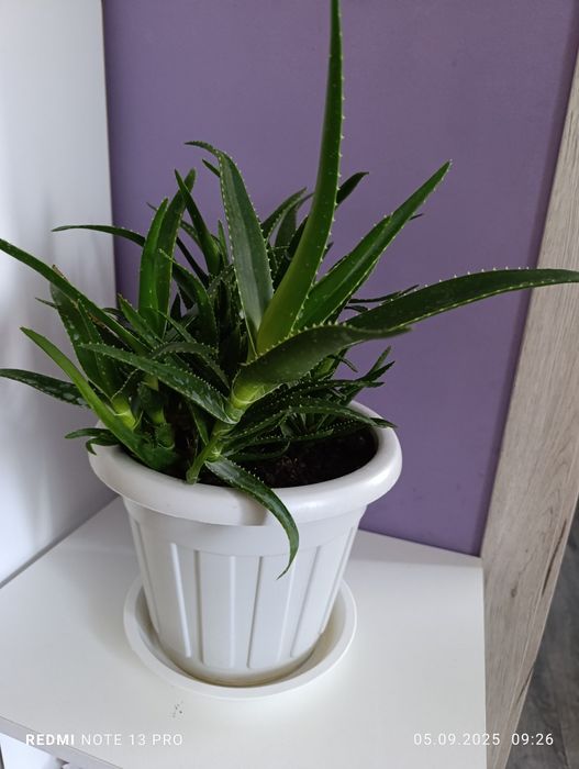 Продам комнатные цветы