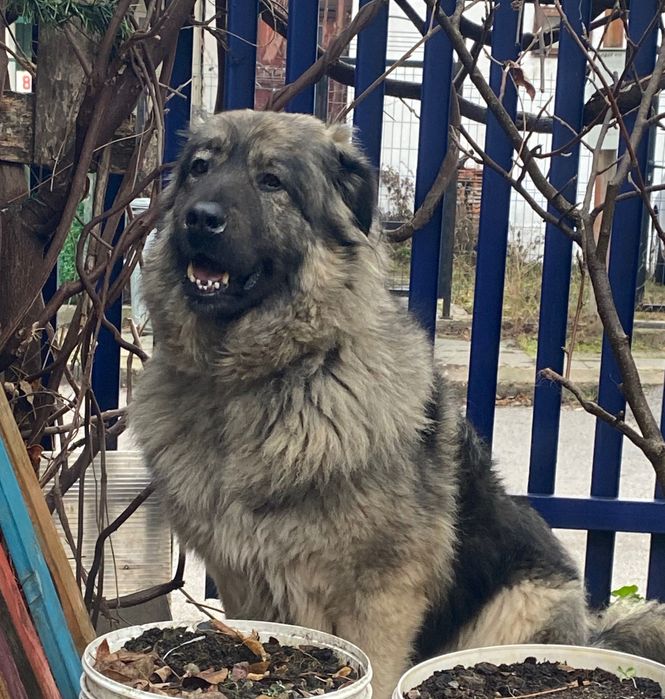 Мецанка търси дом