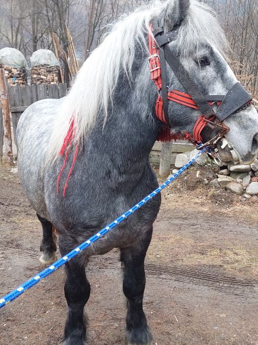 De vânzare Mânz de 2 ani Linia Miuțescu