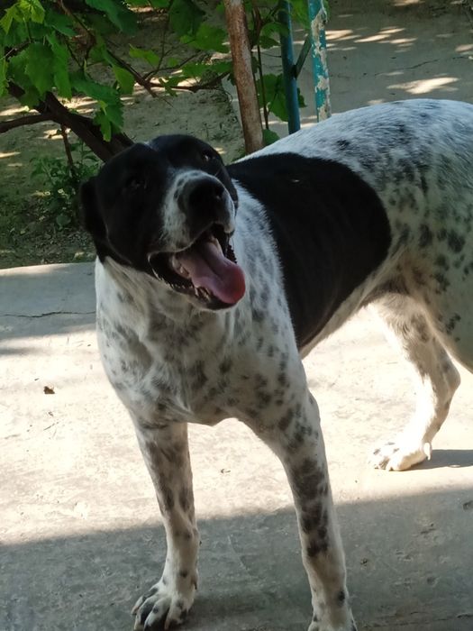 Продам АЛАБАЙ девочка 10 месяцев рост 70см вес 65кг