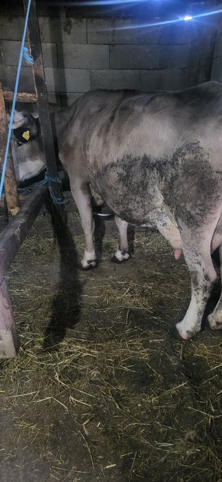 Vand vaci de lapte forte bune 6 si 7 ani vacile sunt  forte cumit ubla