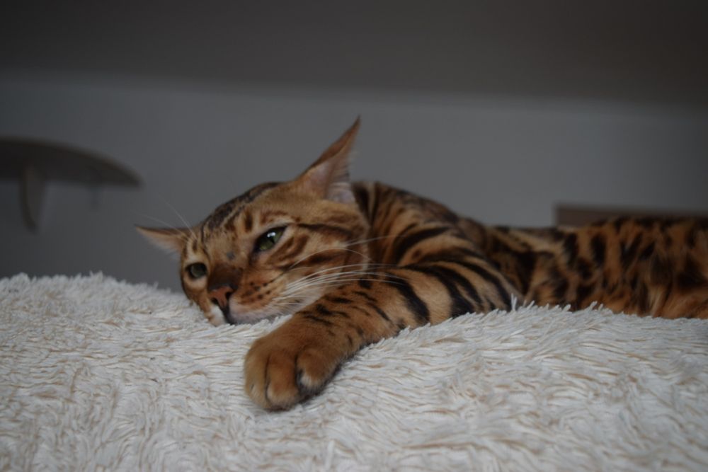 Бенгальские котята