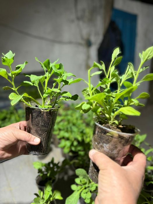 Ампельные петуньи