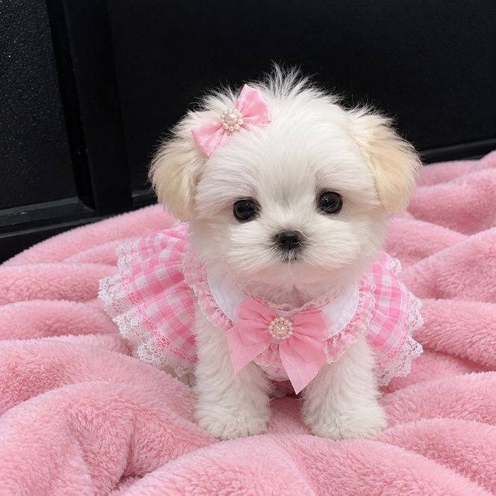 Bichon maltez mini toy