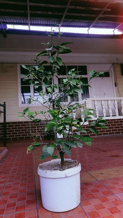 Мевали Лимон дарахти.