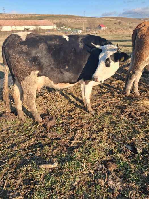 Vînd junincă cu lapte