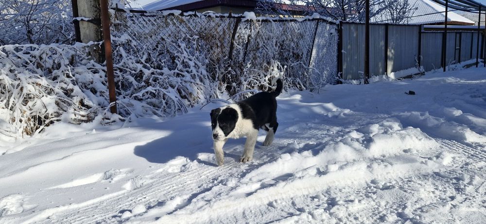 Продам супер алабайчика