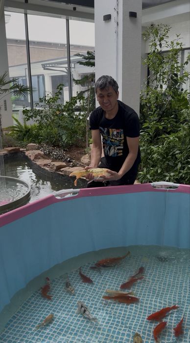 Рыба для пруда Японские карп Коя привазное Индонезия