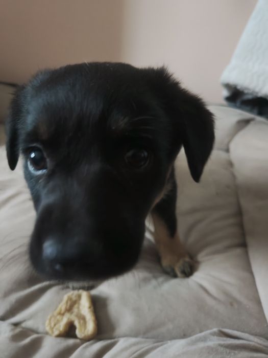 Щенок ищет дом, найденыш