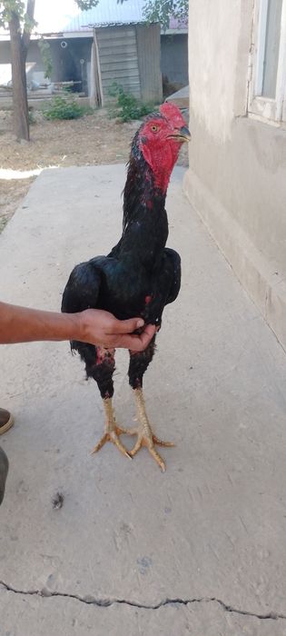 Dakan xoroz makiyan par