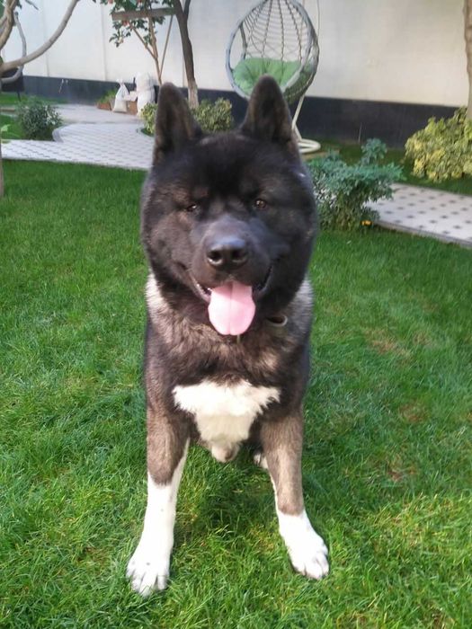 Американская Акита Вязка