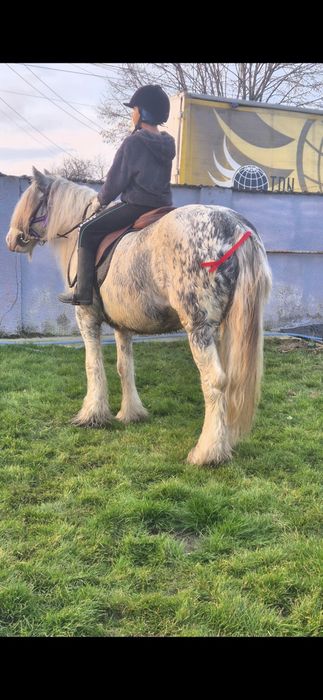 Gipsy gestanta pt hipoterapie si echitatie