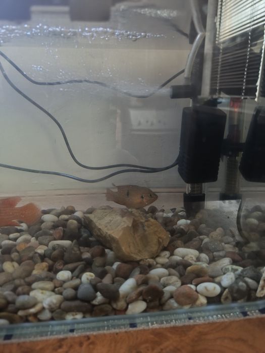 Акварум продаются