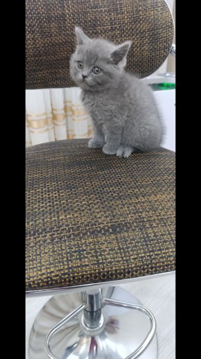 Чистокровная британочка