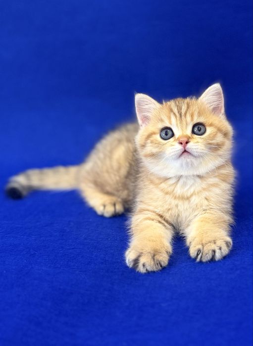 Британский Золотой мальчик