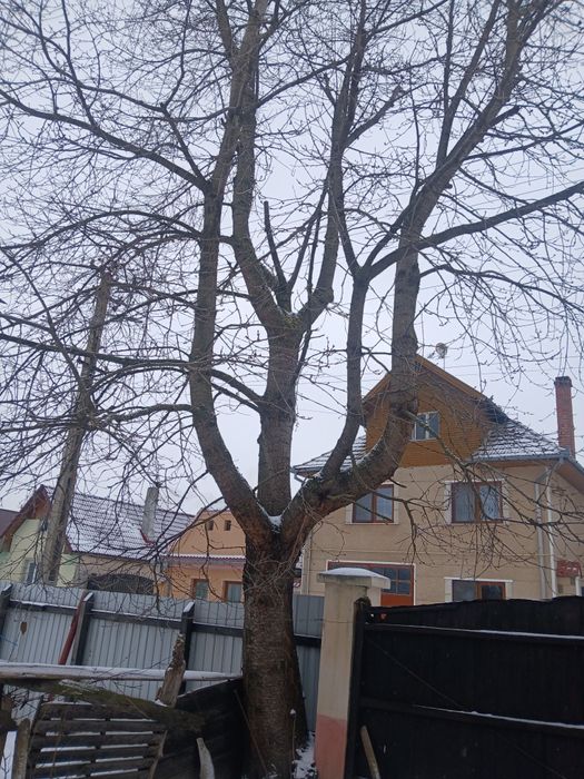 Vand cires ptr mobila