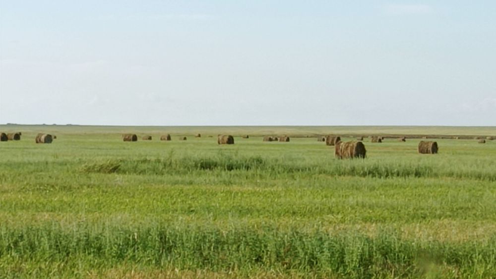 Сено в рулонах.летние