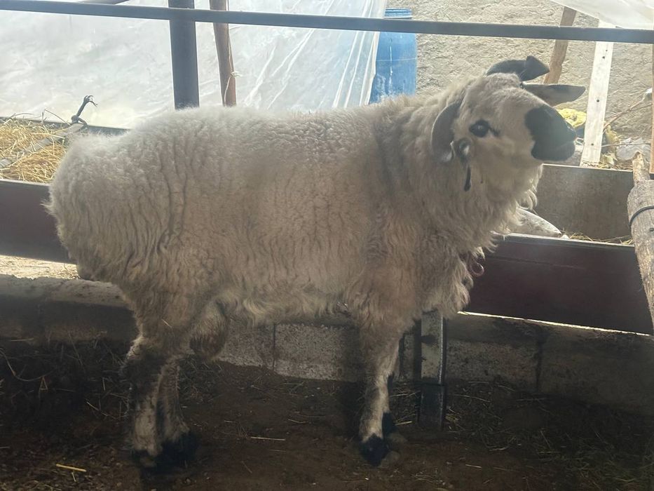 Qo‘y,Qo‘chqorlar va Buqa