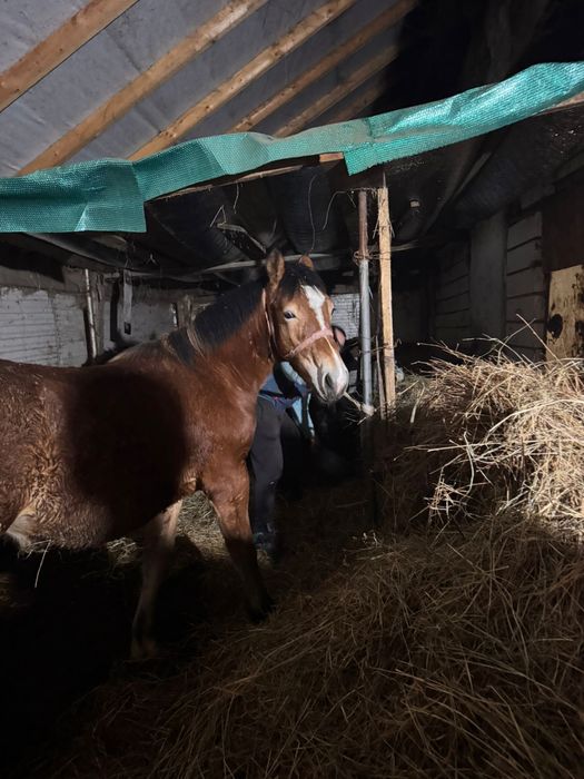 vand manza in aprilie are un an