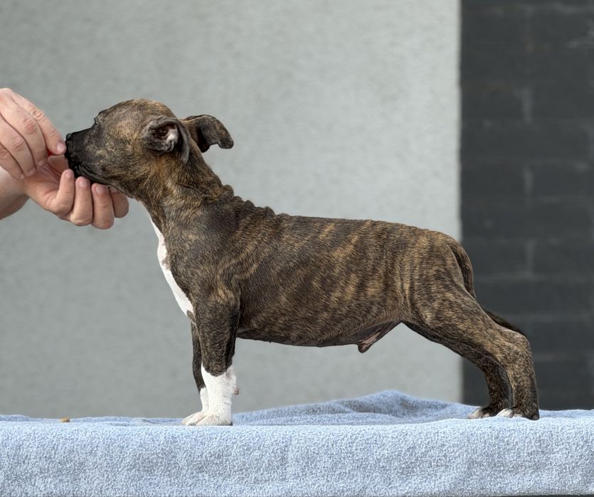 Amstaff cu pedigree din linii exclusiv americane