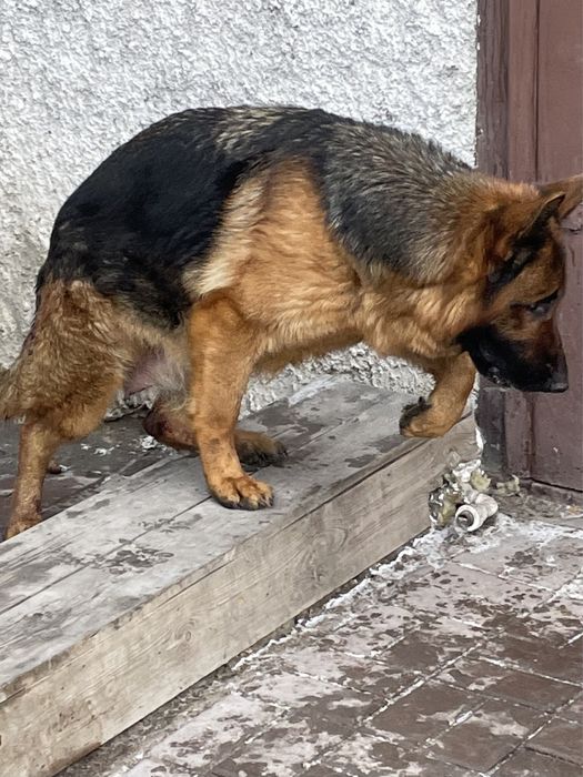 Щенки немецаой овчарки