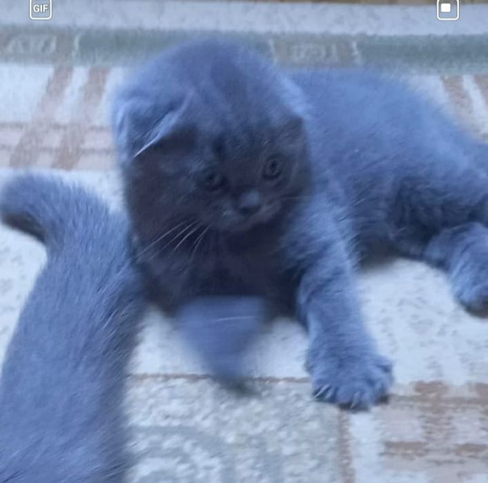 Шикарные чистокровные малыши