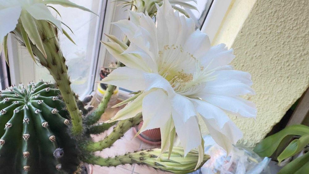 Cactus cu flori albe si roz