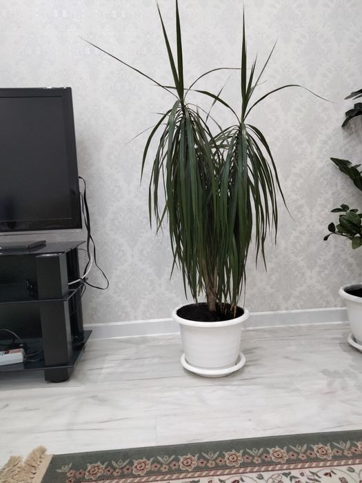 Продам драцену комнатное растение