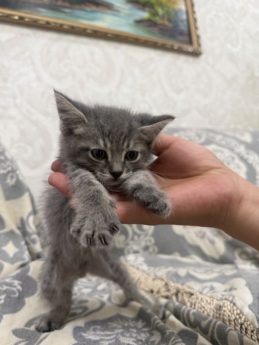 Отдам котенка даром