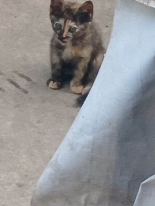 Котята дворянской породы