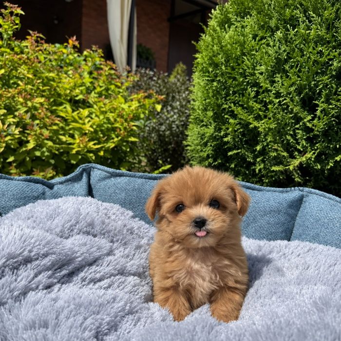 Maltipoo Mini Toy